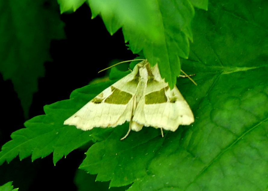 Quale farfalla? Phlogophora scita - Noctuidae